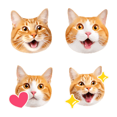 อิโมจิไลน์ Orange tabby cats Face Emoji