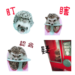 Araw-araw na Cute Healing Hedgehog-12