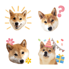 Mame of a Shiba dog-emoji-