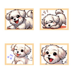 Maltese dog with various expressions