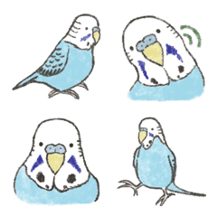 Sky blue budgerigar