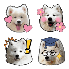 Samoyed Puppy Scary Tsubaki's Daily life