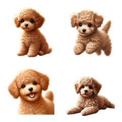 Brown toy poodle 1