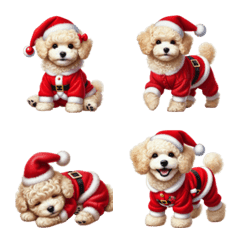 Cream color toy poodle