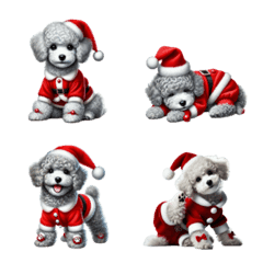 Gray color toy poodle Christmas