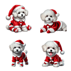 white color toy poodle for Christmas