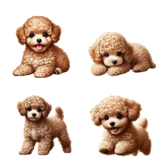 Cafe au lait toy poodle