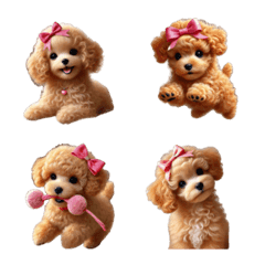 Apricot colored toy poodle