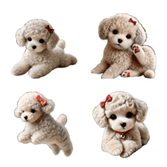 Silver beige toy poodle