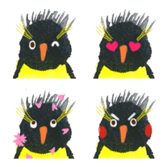 Rockhopper Penguin kun