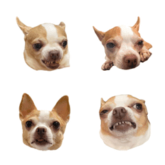 Chihuahua Liu