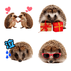 Cute Expressions of a Hedgehog