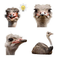 Ostrich Daily Talk