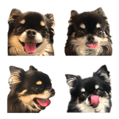 MOMO-chan of Chihuahua Emoji Part 2