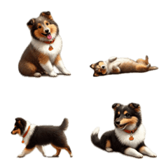 Shetland Sheepdog 1