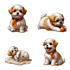 Brown and white of a Shih Tzu dog