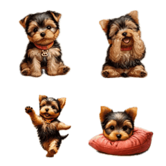 Yorkshire Terrier Collar