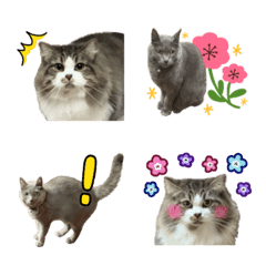 cat emoji to use every day