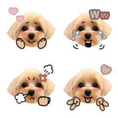 maltipoo_kohada_emoji2