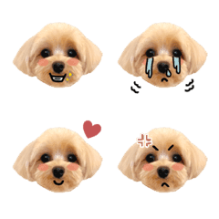 maltipoo_kohada_emoji