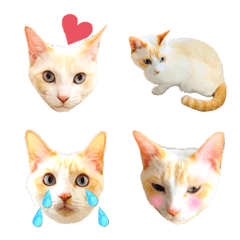 White cat hana's emoji