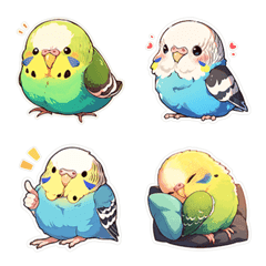 Super cute budgie-3