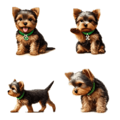 Yorkshire Terrier Green Collar