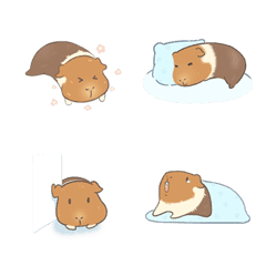 guinea pig xiaozhi