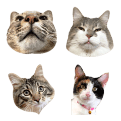 Cat photos emoji 2