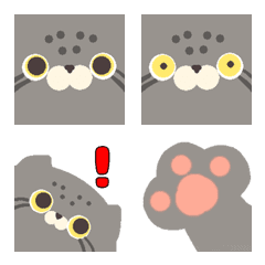 The various faces of the Pallas's cat