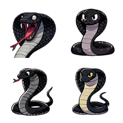 Charming Black Cobras