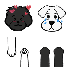 Various expressions of Schnauzer/Poodle