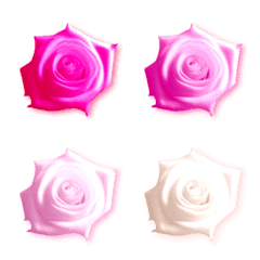 Classical Roses 4