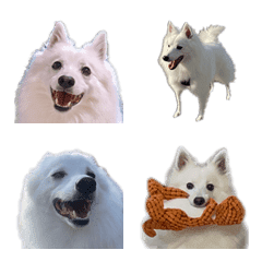 SAKUMARU Japanese spitz