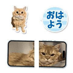 Persian Cat Hiyoko Sticker Emoji