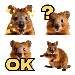 The Happiest Animal Quokka