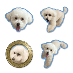 Toy Poodle Tomato Sticker Emoji