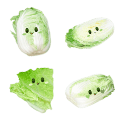 Chinese cabbage chan