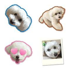 Toy Poodle Tomato Sticker Emoji 2