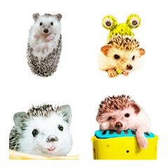 Funny cute hedgehog-1