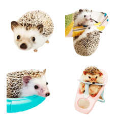 Funny cute hedgehog-2