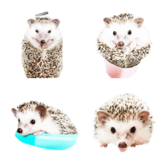 Funny cute hedgehog-3