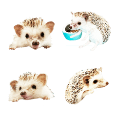 Funny cute hedgehog-4