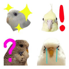 birds in my house