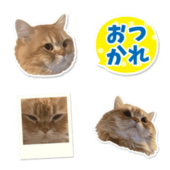 Persian Cat Hiyoko Sticker Emoji 3