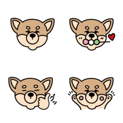 Kinako the Chihuahua