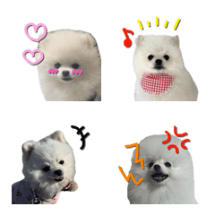 kocha tororo