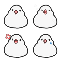 Mochitto Java sparrow