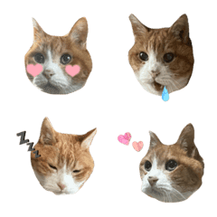 Chato Emoji -Brown Cat Emoji-