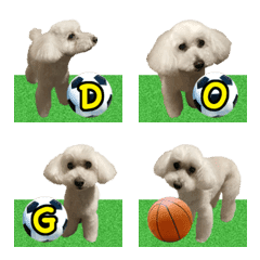 Toy Poodle Tomato Alphabet 3